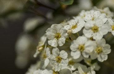 Fleurs - Chartreuse - Isère.
