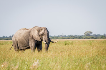 Obraz premium Elephant standing in high grass in Chobe.