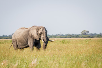 Naklejka na ściany i meble Elephant standing in high grass in Chobe.