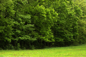 Green forest in spring time, Hungary