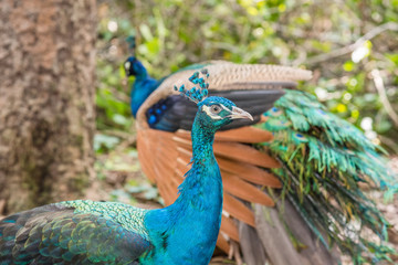 Obraz premium Colorful peacocks outdoors.