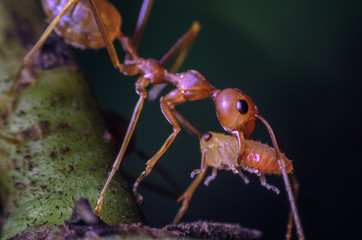 Red worker ant carrying larvae.