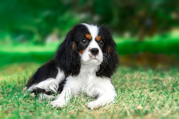 spaniel
