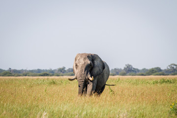 Elephant standing in high grass in Chobe.