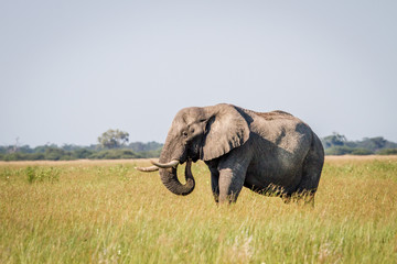Naklejka na ściany i meble Elephant standing in high grass in Chobe.