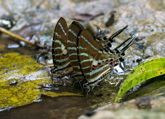 Fototapeta na wymiar Beautiful butterfly in the forest
