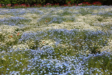 spring flowers