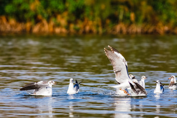 Fish! The battle of gulls. Naivasha lake, Kenya
