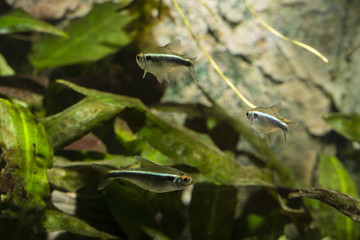 Aquarium fish Black Neon Tetra.