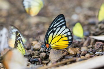 Beautiful butterfly in the forest