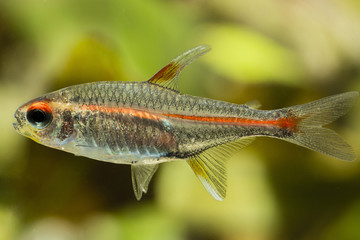 Fototapeta premium Tetra burns in macro view.