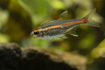 Fototapeta premium Tetra burns in macro view.