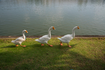 White gooses walking in line
