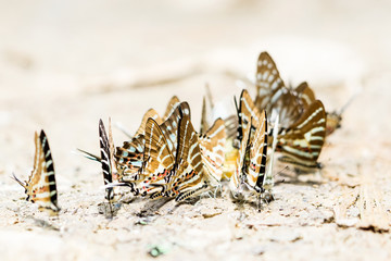 Beautiful butterfly in the forest