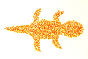  Dried corn kernels Lay an  gecko on a white background