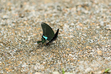 Beautiful butterfly in the forest