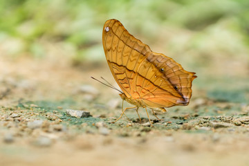 Beautiful butterfly in the forest
