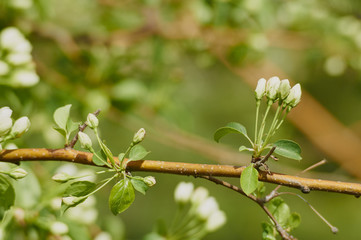 цветущая ветка дерева