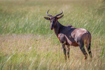 Naklejka premium Tsessebe looking at the camera in Chobe.