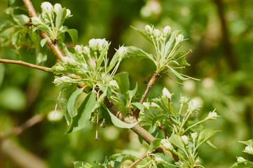 цветущая ветка дерева