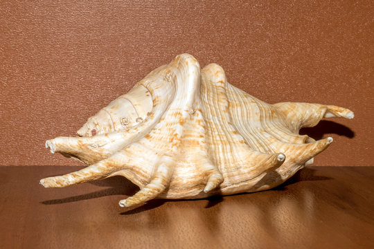 Giant spider conch shell or Lambis Truncata
