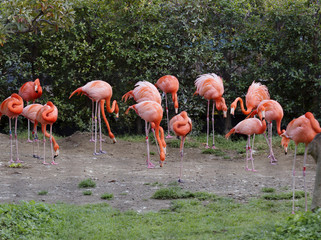 Розовые фламинго