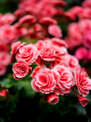 Closeup of beautiful red flowers in the garden
