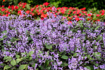 Violet flowers in the garden, Thailand.
