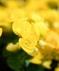 Closeup of beautiful yellow flowers in the garden