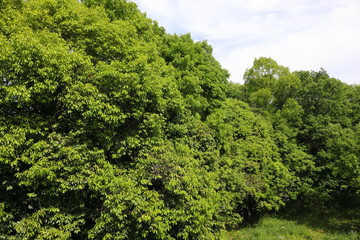 Obraz premium spring flowers