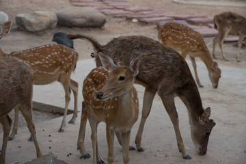 Herd of deer in zoo
