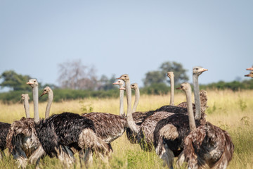 Group of Ostriches standing in high grass.