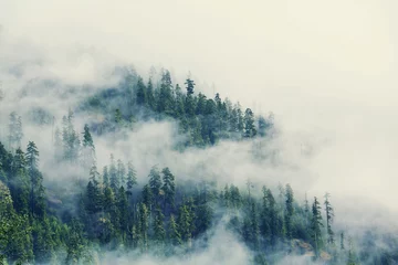 Fotobehang Mist in het bos © Galyna Andrushko