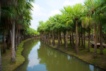 Fototapeta na wymiar Palm garden and canal 