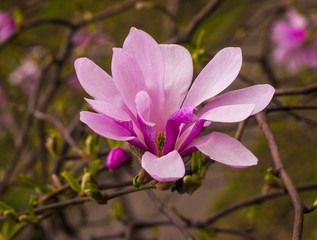 decoration of few magnolia flowers. pink magnolia flower. Magnolia. Magnolia flower, spring branch