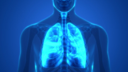 Fototapeta na wymiar Human Body Organs (Lungs Anatomy)
