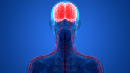Human Brain with Nervous system Anatomy