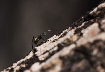 Polyrhachis Ammon Ant