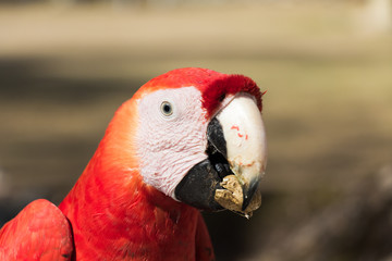 Macaw Eating