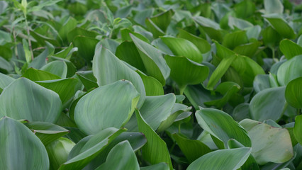 Obraz premium Green water hyacinth in Chaophraya river, Thailand