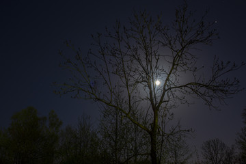 夜の月と木のシルエット