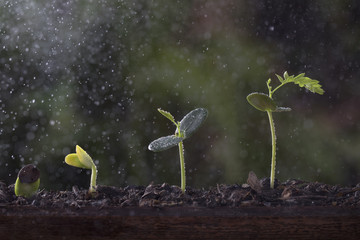 Plant growth from seed tree in nature background.