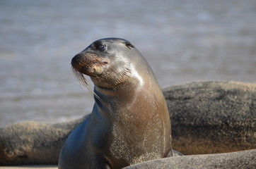 Naklejka premium GalÃ¡pagos sea lion (Zalophus wollebaeki), a species that exclusively breeds on the Galapagos Islands. Isla Sante Fe, Galapagos Islands, Ecuador
