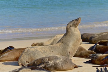 GalÃ¡pagos sea lion (Zalophus wollebaeki), a species that exclusively breeds on the Galapagos Islands. Isla Sante Fe, Galapagos Islands, Ecuador