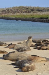 GalÃ¡pagos sea lion (Zalophus wollebaeki), a species that exclusively breeds on the Galapagos Islands. Isla Sante Fe, Galapagos Islands, Ecuador