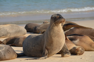 GalÃ¡pagos sea lion (Zalophus wollebaeki), a species that exclusively breeds on the Galapagos Islands. Isla Sante Fe, Galapagos Islands, Ecuador