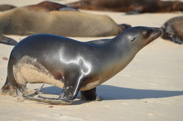 Fototapeta premium GalÃ¡pagos sea lion (Zalophus wollebaeki), a species that exclusively breeds on the Galapagos Islands. Isla Sante Fe, Galapagos Islands, Ecuador