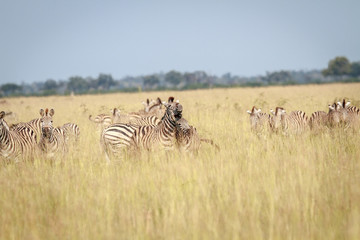 Fototapeta na wymiar Two Zebras bonding in Chobe.