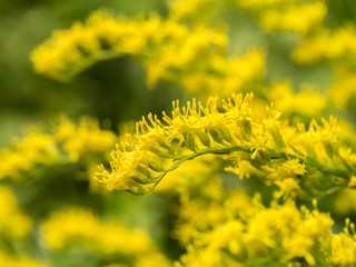 goldenrod flower background