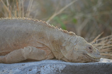 A Santa Fe land iguana, a species endemic to the Isla Sante Fe on the Galapagos Islands